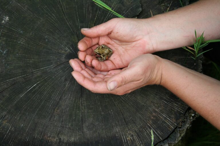 Atelier création d’une mare naturelle