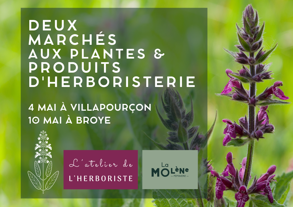 Marche aux plantes et Herboristerie Mai 2025